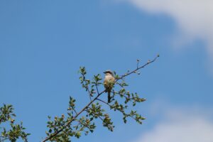 Wi mook dat. Packen Sie an für Biodiversität auf der ehemaligen Deponie Wi mook dat. Packen Sie an für Biodiversität auf der ehemaligen Deponie