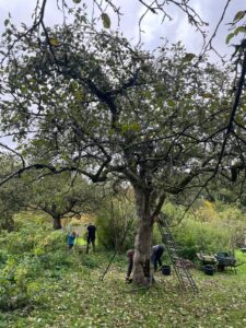 Wi mook dat. Lernort Natur: Apfelernte für Kinder vorbereiten