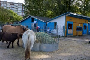 Wi mook dat. Kibaho: Bauen Sie ein Hochbeet für Kinder