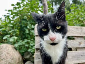 Wi mook dat. Kibaho: Bauen Sie ein Hochbeet für Kinder